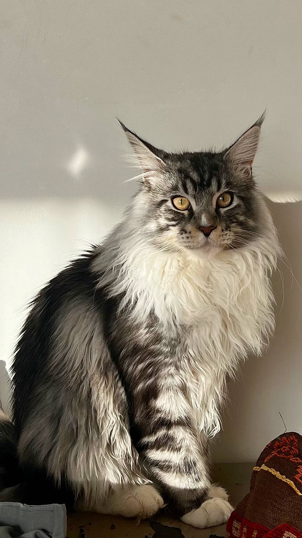 Taco a rejoint le concours — aidez-le/la à gagner de superbes lots ! british_longhair, carnivore, cat, claw, felidae, fur, grey, maine_coon, monochrome, monochrome_photography, small_to_medium_sized_cats, snout, tail, terrestrial_animal, whiskers