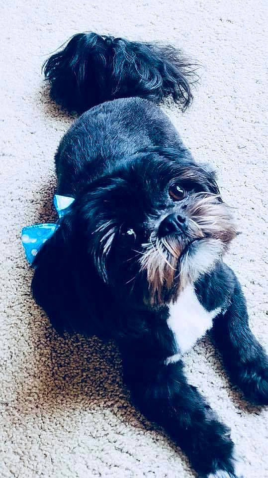 Bella joined the competition — help win amazing prizes! azure, canidae, carnivore, companion_dog, dog, dog_breed, dog_collar, dog_supply, electric_blue, fur, liver, paw, pet_supply, small_terrier, snout, sporting_group, tail, terrier, toy_dog, working_animal