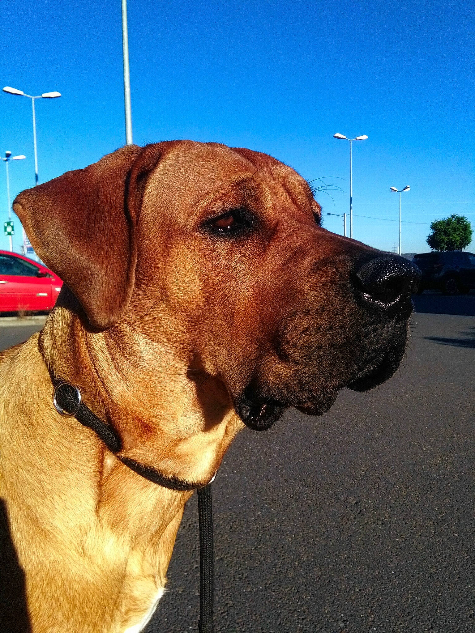 Qizaï a rejoint le concours — aidez-le/la à gagner de superbes lots ! black_mouth_cur, broholmer, carnivoran, dog, dog_breed, dog_like_mammal, fila_brasileiro, plott_hound, rhodesian_ridgeback, snout, tosa