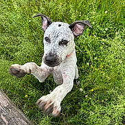 Otis is registered to the contest to win money with this photo: dog, puppy, grass, outdoor, nature, wildflowers, playful, jumping, ears, paws, speckled_fur, collar, greenery, summer, cute, animal, pet, closeup, happy, active