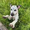 dog, puppy, grass, outdoor, nature, wildflowers, playful, jumping, ears, paws, speckled_fur, collar, greenery, summer, cute, animal, pet, closeup, happy, active