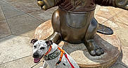 Otis is registered to the contest to win money with this photo: dog, animal, statue, bronze, beaver, harness, leash, sidewalk, person, safety_vest, cart, bags, outdoor, sunny, shadow, pavement, building_wall, red_leash, happy, pet