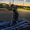 Otis is registered to the contest to win money with this photo: dog, sunset, outdoor, street, lamppost, blanket, pet, harness, evening, sky, trees, sidewalk, calm, animal, sitting, fringe, name_tag, pavement, nature, quiet