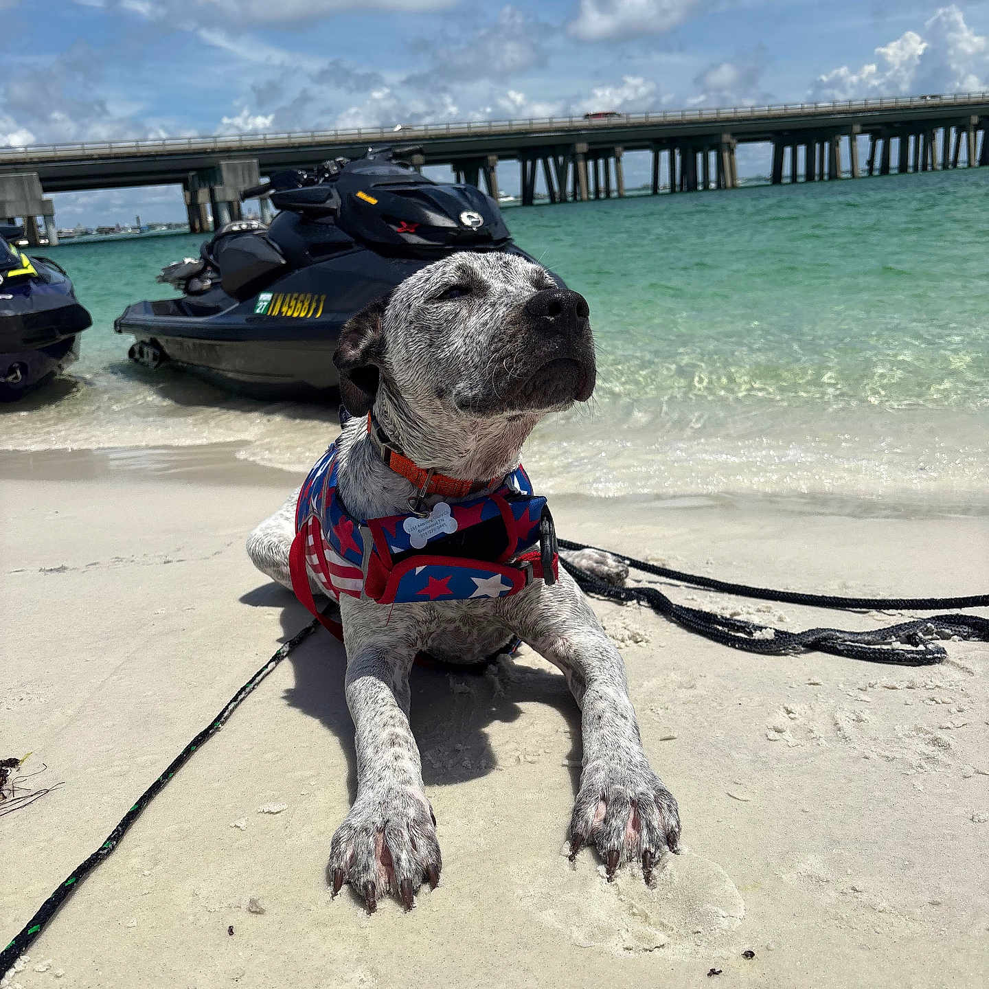 Otis joined the competition — help win amazing prizes! dog, beach, sand, water, jet_ski, bridge, sky, clouds, sunny, outdoor, pet, animal, relaxing, vacation, blue, green, waves, coast, summer, canine