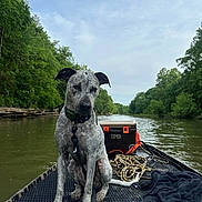 Otis is registered to the contest to win money with this photo: adventure, animal, boat, calm, cloudy, cooler, dog, greenery, landscape, leash, nature, outdoor, pet, river, rope, sitting, sky, trees, water, wet