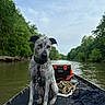 adventure, animal, boat, calm, cloudy, cooler, dog, greenery, landscape, leash, nature, outdoor, pet, river, rope, sitting, sky, trees, water, wet