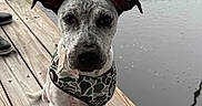 Otis joined the competition — help win amazing prizes! animal, calm, daytime, dog, ears, face, fishing_rod, harness, leash, marina, outdoor, person_footwear, pet, puppy, reflection, sitting, sky, spot, water, wooden_dock