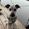 Otis joined the competition — help win amazing prizes! dog, puppy, leash, harness, wooden_dock, water, marina, fishing_rod, outdoor, pet, animal, calm, sitting, spot, ears, face, reflection, sky, person_footwear, daytime