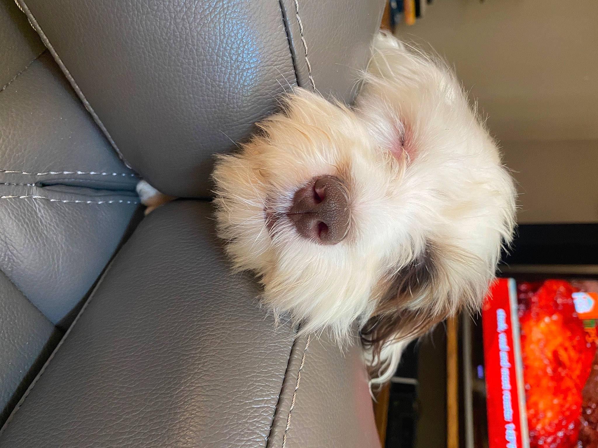 Patch joined the competition — help win amazing prizes! bichon, canidae, carnivore, companion_dog, dog, dog_breed, dog_supply, fur, maltepoo, non_sporting_group, poodle_crossbreed, puppy, puppy_love, shih_poo, small_terrier, sporting_group, tail, terrier, toy_dog, working_animal