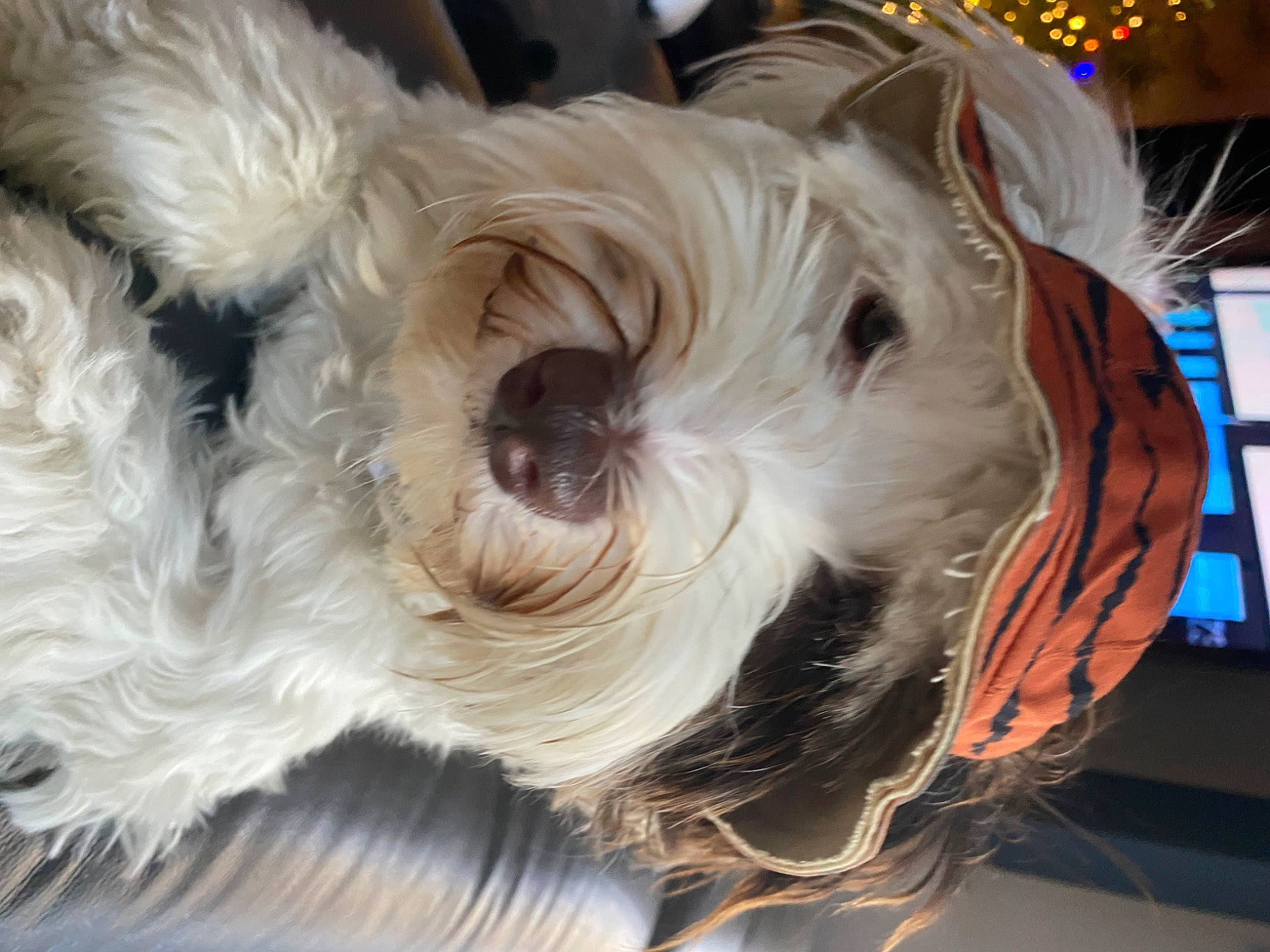 Patch is registered to the contest to win money with this photo: canidae, carnivore, cockapoo, companion_dog, dog, dog_breed, dog_clothes, dog_collar, event, fur, puppy, schnauzer, scottish_terrier, small_terrier, snout, sporting_group, terrier, toy_dog, whiskers, working_animal