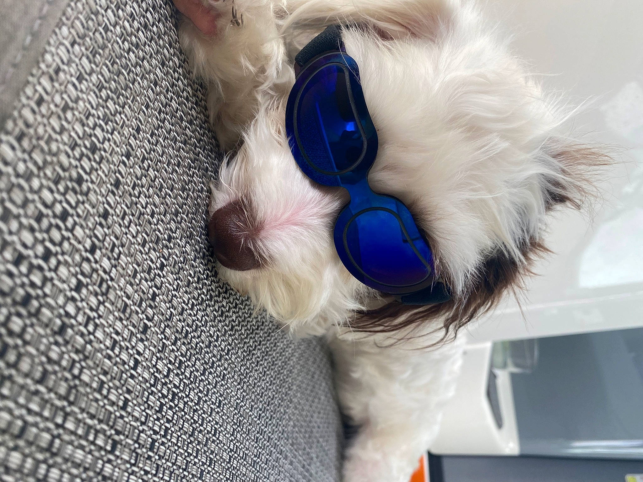 Patch joined the competition — help win amazing prizes! carnivore, collar, companion_dog, dog, dog_breed, dog_collar, dog_supply, electric_blue, eyewear, fawn, felidae, goggles, pet_supply, snout, sunglasses, toy, toy_dog, vision_care, whiskers, working_animal