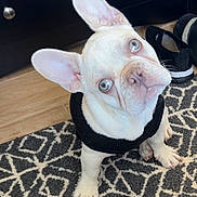 Cubby is registered to the contest to win money with this photo: dog, french_bulldog, puppy, pet, white_dog, harness, carpet, indoor, ears, big_eyes, cute, sitting, tilting_head, hardwood_floor, shoes, rug, portrait, curious, paws, home