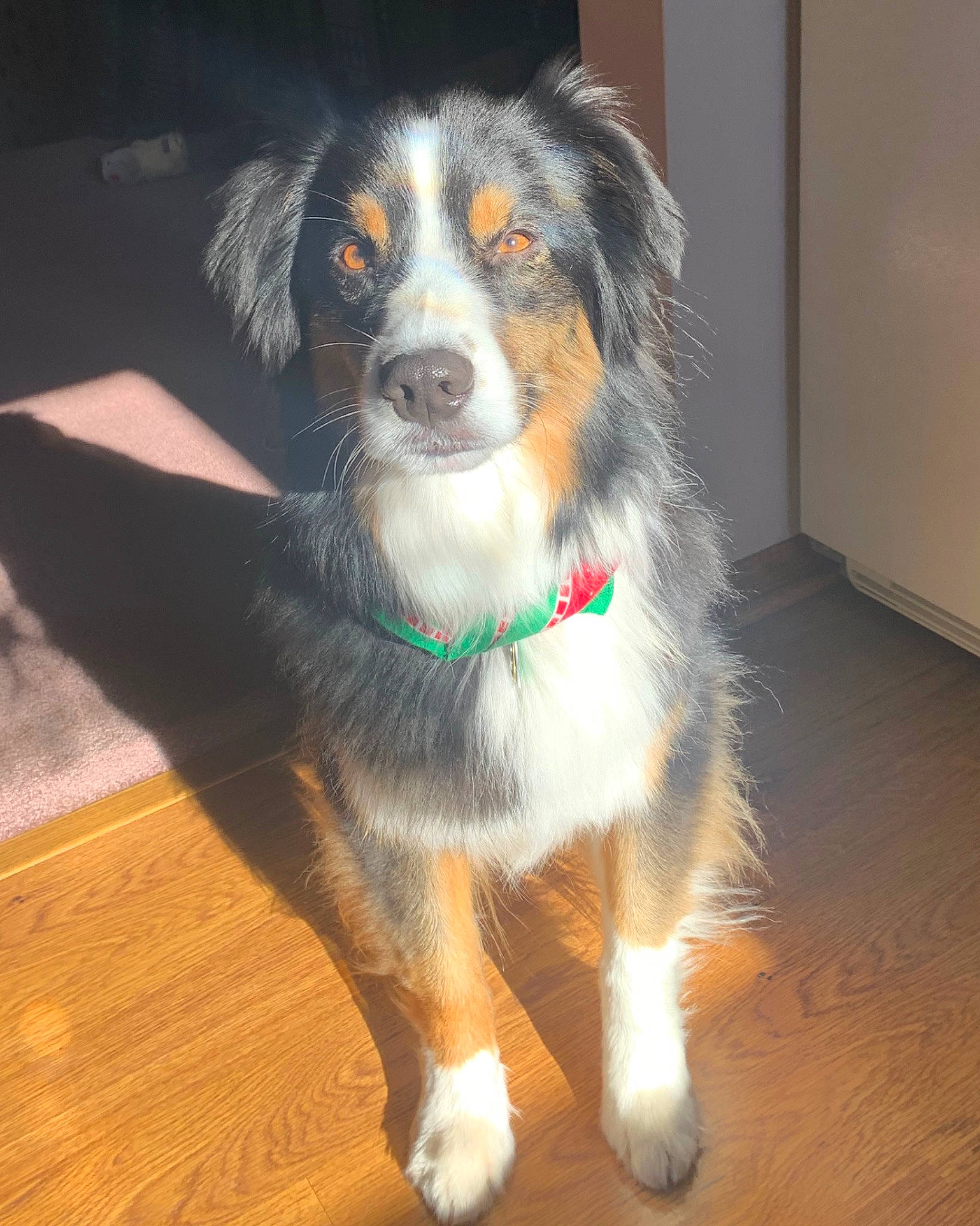 Asher is registered to the contest to win money with this photo: bernese_mountain_dog, canidae, carnivore, companion_dog, dog, dog_breed, flooring, fur, hardwood, herding_dog, plank, snout, sporting_group, toy_dog, varnish, whiskers, wood, wood_flooring, working_animal, working_dog