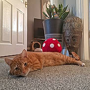 Basil joined the competition — help win amazing prizes! carpet, cat, curious, door, feline, floor, green_plants, home_decor, indoor, living_room, mushroom_plush, natural_light, orange_tabby, pet, plant, plant_pot, relaxed, texture, wall, wooden_mask