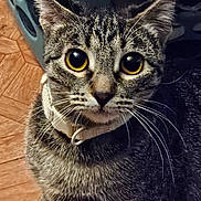 Everest joined the competition — help win amazing prizes! cat, tabby, close_up, yellow_eyes, whiskers, collar, pet, indoor, floor, wooden_floor, curious, feline, animal, mammal, ears, fur, face, looking, domestic_cat, portrait