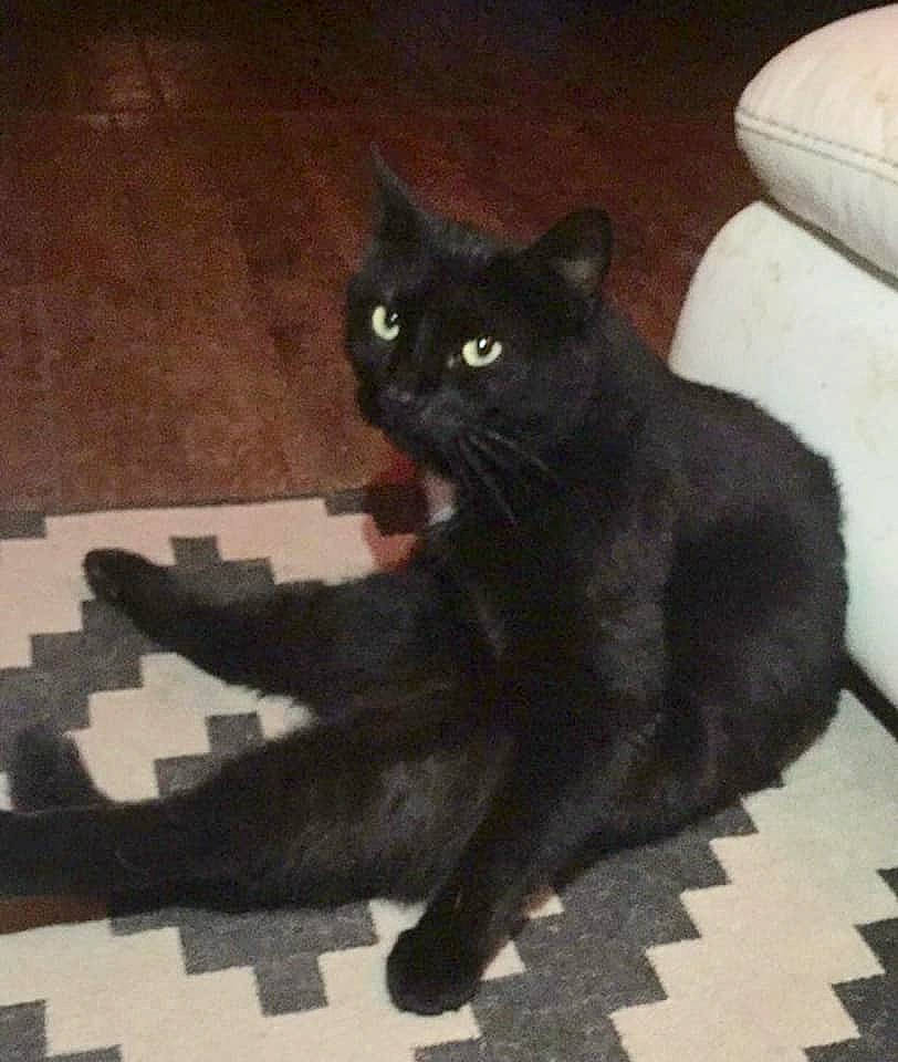 Whisky participe au concours pour gagner de l'argent avec cette photo : asian, black_cat, bombay, british_shorthair, carnivore, cat, claw, domestic_short_haired_cat, european_shorthair, felidae, kitten, korat, mammal, polydactyl_cat, russian_blue, small_to_medium_sized_cats, tail, vertebrate, whiskers