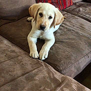 Snoop participe au concours pour gagner de l'argent avec cette photo : puppy, dog, labrador, brown_couch, pillows, striped_pillows, indoor, pet, animal, cute, young_dog, fur, canine, relaxing, looking_at_camera, living_room, domestic, companion, cozy, soft_furniture