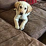 puppy, dog, labrador, brown_couch, pillows, striped_pillows, indoor, pet, animal, cute, young_dog, fur, canine, relaxing, looking_at_camera, living_room, domestic, companion, cozy, soft_furniture