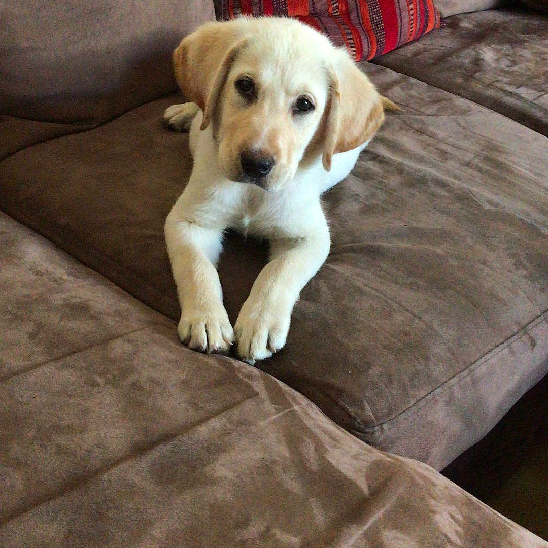 Snoop participe au concours pour gagner de l'argent avec cette photo : animal, brown_couch, canine, companion, cozy, cute, dog, domestic, fur, indoor, labrador, living_room, looking_at_camera, pet, pillows, puppy, relaxing, soft_furniture, striped_pillows, young_dog