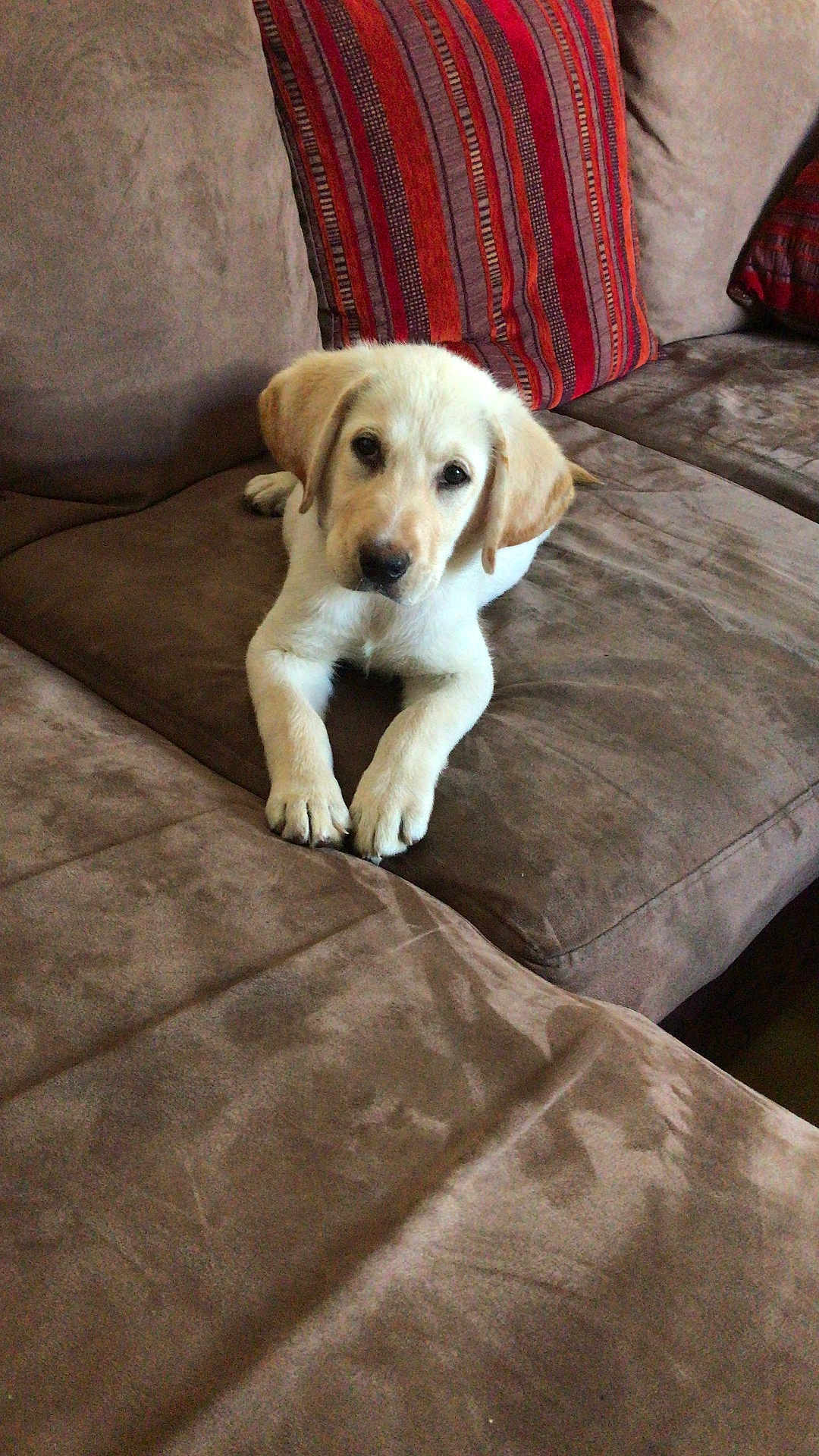 Snoop participe au concours pour gagner de l'argent avec cette photo : puppy, dog, labrador, brown_couch, pillows, striped_pillows, indoor, pet, animal, cute, young_dog, fur, canine, relaxing, looking_at_camera, living_room, domestic, companion, cozy, soft_furniture