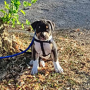 Boyka participe au concours pour gagner de l'argent avec cette photo : animal, black, brown, cute, daylight, dog, grass, ground, harness, leash, leaves, nature, outdoor, pet, plant, puppy, sitting, small, sunlight, young