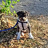animal, black, brown, cute, daylight, dog, grass, ground, harness, leash, leaves, nature, outdoor, pet, plant, puppy, sitting, small, sunlight, young