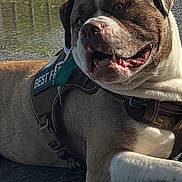 Sampson joined the competition — help win amazing prizes! dog, canine, pet, outdoor, sunlight, harness, pavement, water, puddle, greenery, fence, happy, relaxed, closeup, brown_and_white, muzzle, ears, tongue, side_view, daytime