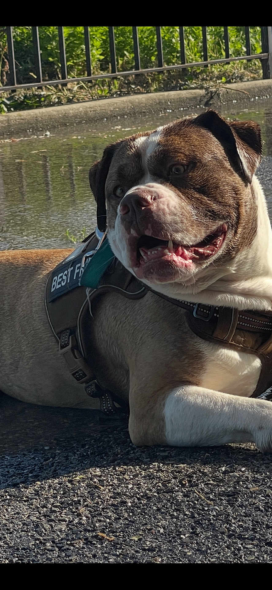Sampson