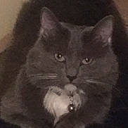 Blu joined the competition — help win amazing prizes! cat, gray_cat, white_paws, white_chest, pet, animal, feline, indoor, resting, close_up, fur, whiskers, ears, eyes, cute, domestic, mammal, portrait, looking, still