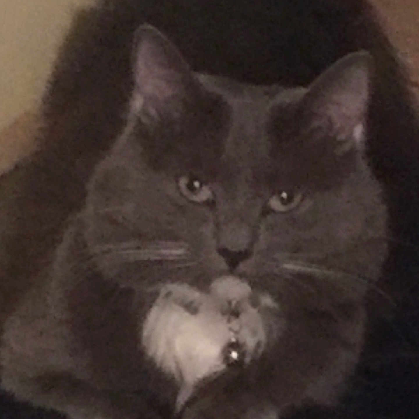 Blu