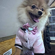 Cloe joined the competition — help win amazing prizes! dog, pomeranian, puppy, pet, pink_jacket, bow, tongue_out, fluffy, fur, paws, indoor, window_blinds, wood_paneling, jewelry, smiling, portrait, close_up, fashion, happy, cuteness