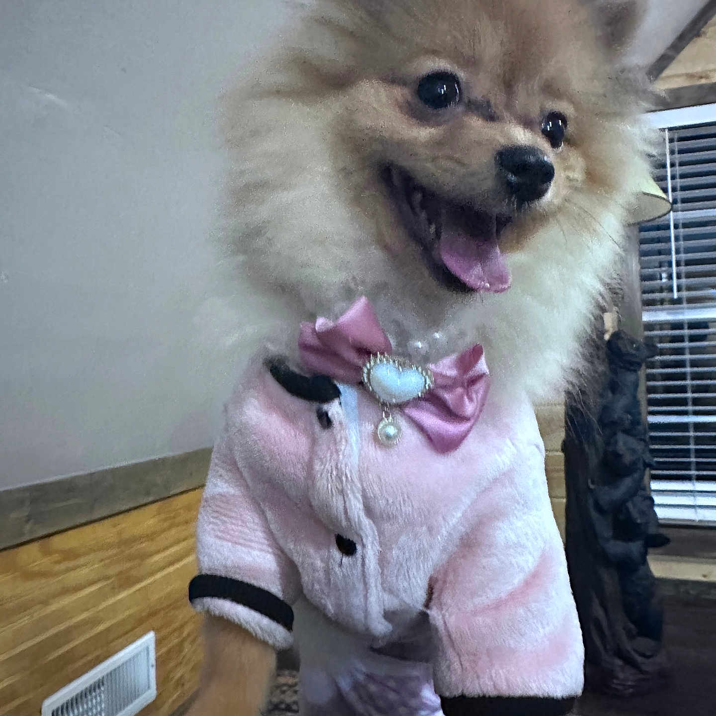 Cloe joined the competition — help win amazing prizes! bow, close_up, cuteness, dog, fashion, fluffy, fur, happy, indoor, jewelry, paws, pet, pink_jacket, pomeranian, portrait, puppy, smiling, tongue_out, window_blinds, wood_paneling