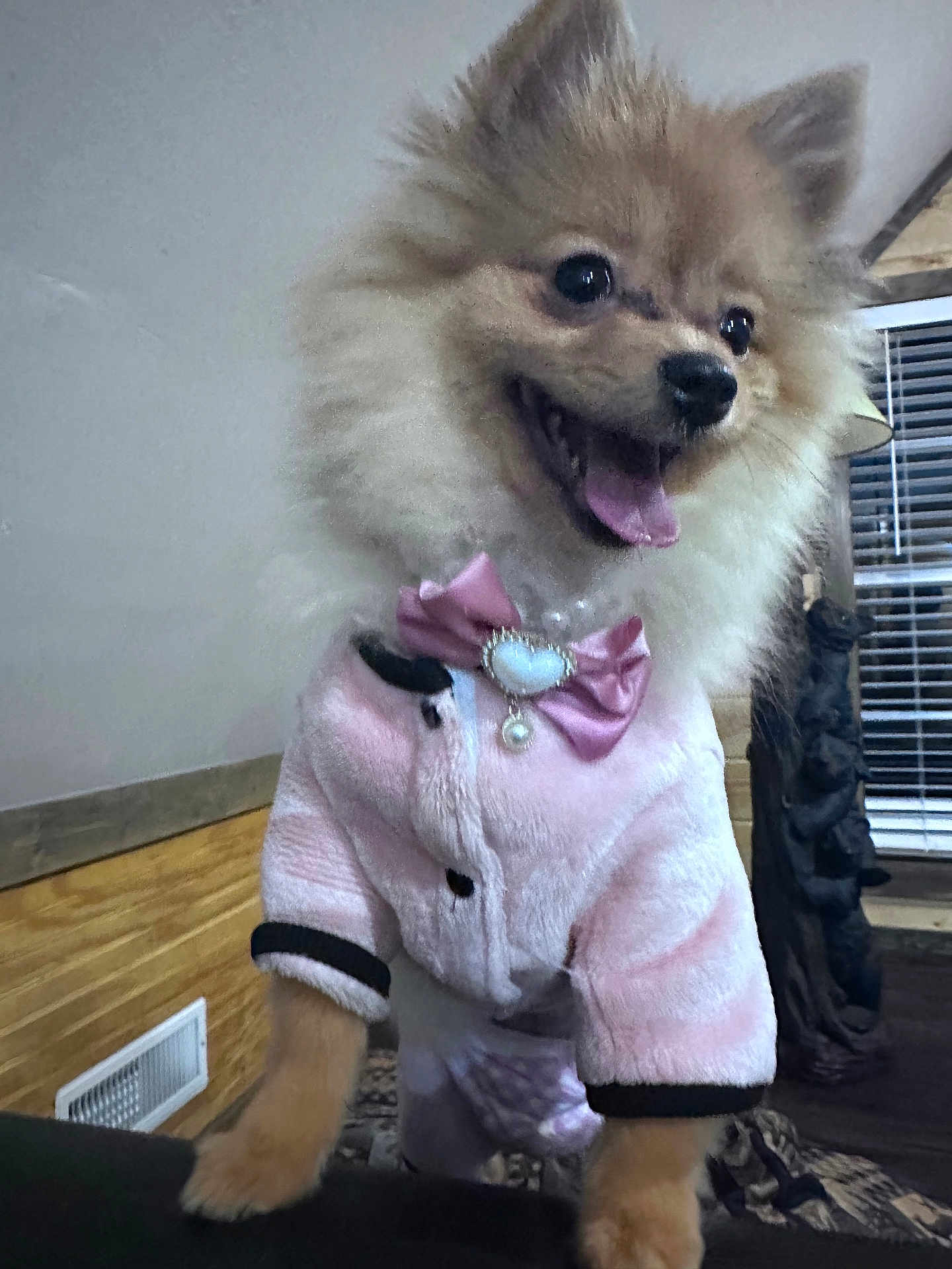 Cloe joined the competition — help win amazing prizes! dog, pomeranian, puppy, pet, pink_jacket, bow, tongue_out, fluffy, fur, paws, indoor, window_blinds, wood_paneling, jewelry, smiling, portrait, close_up, fashion, happy, cuteness