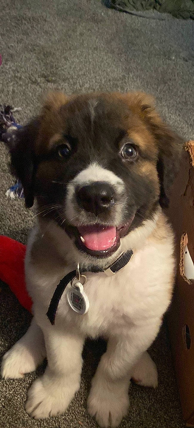 Guinness is registered to the contest to win money with this photo: carnivore, collar, companion_dog, dog, dog_breed, dog_collar, fur, giant_dog_breed, leash, liver, sporting_group, whiskers, working_animal, working_dog