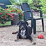 Ugo a rejoint le concours — aidez-le/la à gagner de superbes lots ! animal, backyard, ball, black_dog, daylight, dog, fence, garden, grass, green_plants, lying_down, nature, outdoor, pet, plant_pot, plastic_chair, playful, red_flowers, relaxing, summer