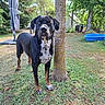 alert, animal, backyard, black_dog, canine, daytime, dog, fence, garden, grass, greenery, nature, outdoor, pet, pool, standing, summer, sunlight, tree, yard