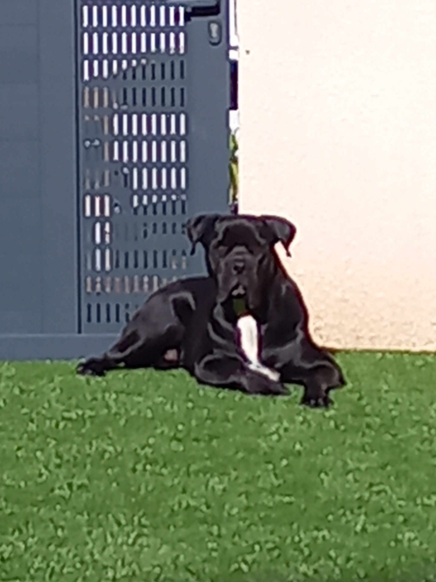Vito a rejoint le concours — aidez-le/la à gagner de superbes lots ! dog, black_dog, grass, outdoor, pet, animal, lawn, gate, wall, relaxed, canine, lying_down, daytime, domestic_animal, fence, background, nature, resting, sunlight, guard_dog