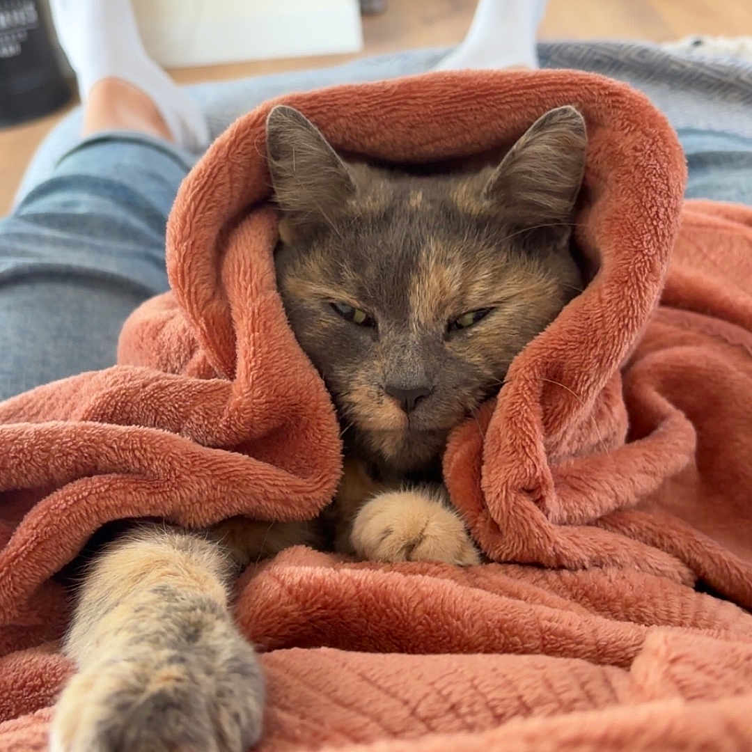 Bernadette a rejoint le concours — aidez-le/la à gagner de superbes lots ! abyssinian, animal, blanket, canine, cat, clothing, couch, dog, furniture, hardwood, hosiery, indoors, interiordesign, kitten, manx, pet, quilt, sock, towel, wood