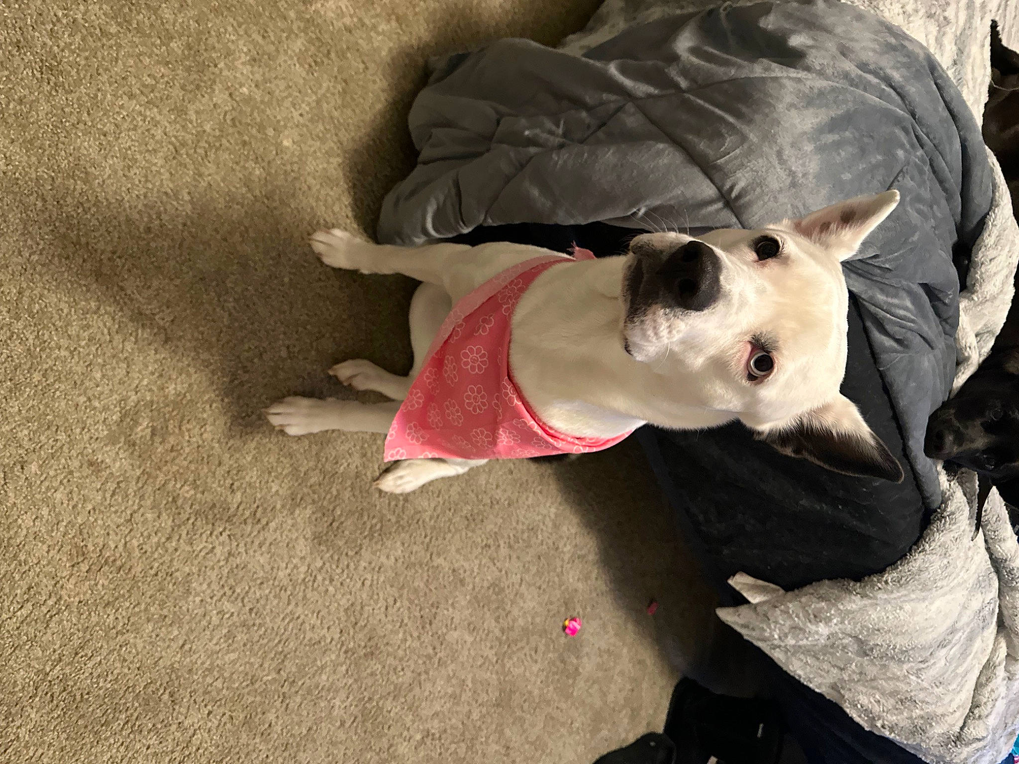 Frankie is registered to the contest to win money with this photo: bull_terrier, canidae, carnivore, collar, companion_dog, dog, dog_breed, dog_clothes, dog_collar, dog_supply, fawn, fur, pet_supply, sleeve, snout, sporting_group, toy, toy_dog, whiskers, working_animal