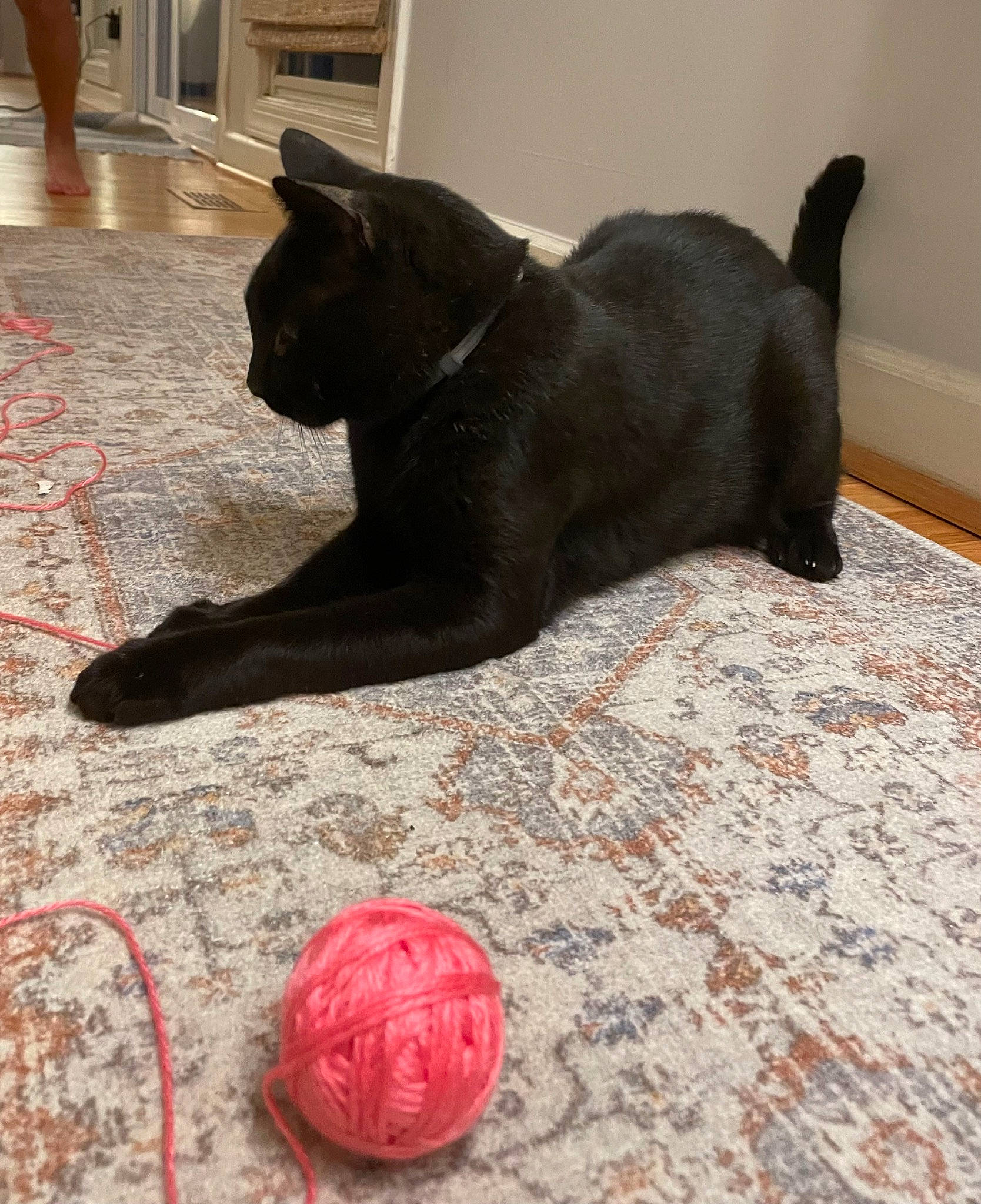 Jeffery is registered to the contest to win money with this photo: black_cat, canidae, carmine, carnivore, carpet, comfort, companion_dog, dog, dog_breed, fawn, felidae, floor, flooring, hardwood, small_to_medium_sized_cats, snout, sporting_group, tail, whiskers, wood