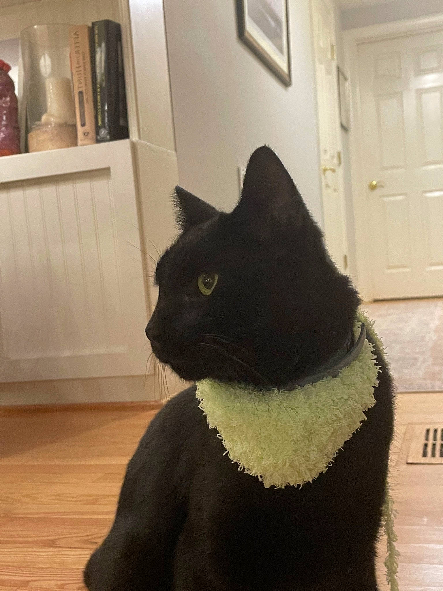 Jeffery joined the competition — help win amazing prizes! black_cat, bombay, carnivore, cat, domestic_short_haired_cat, door, felidae, flooring, fur, grey, hardwood, plant, sleeve, small_to_medium_sized_cats, snout, tail, whiskers, window, wood, wool