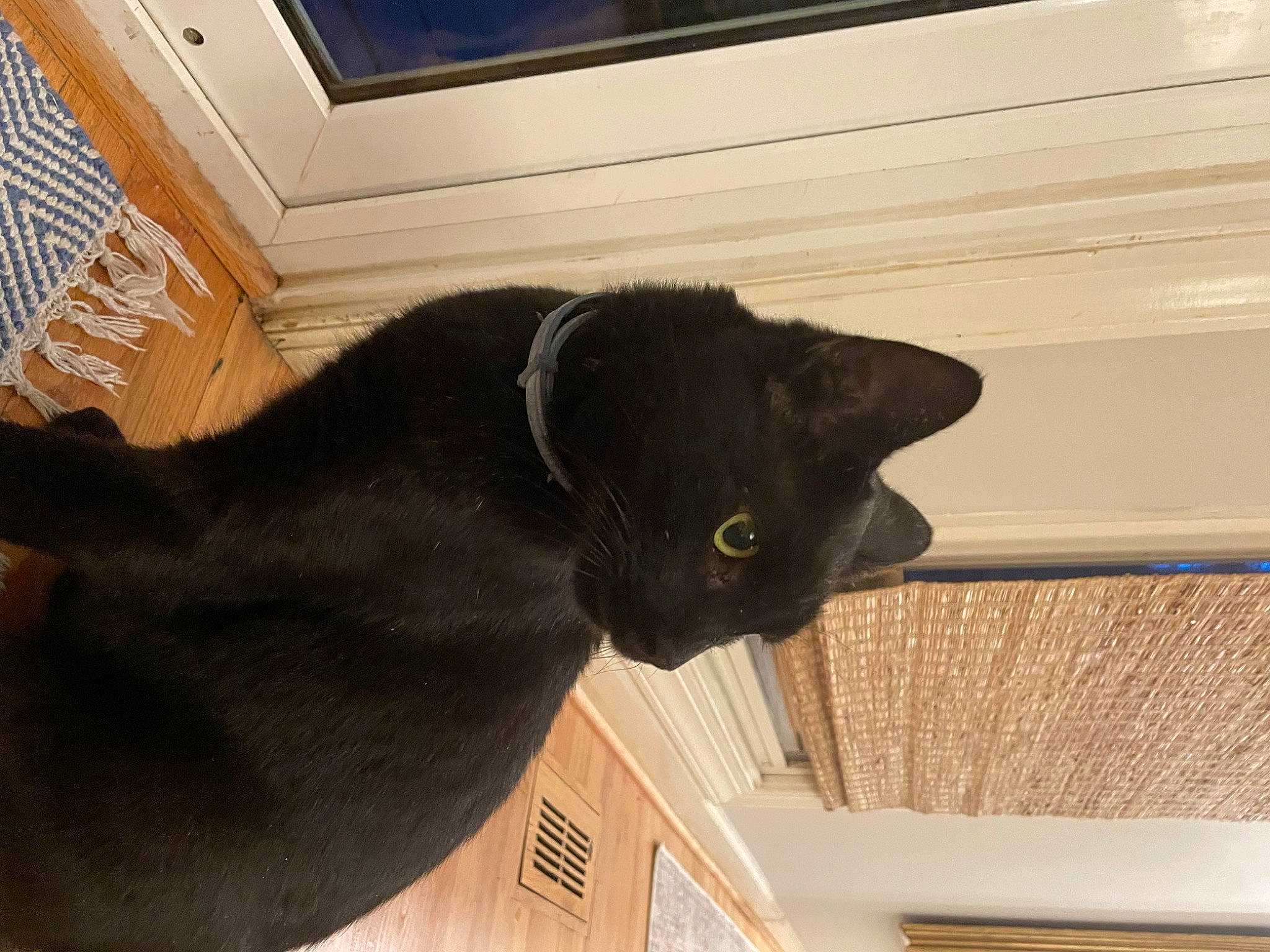 Jeffery is registered to the contest to win money with this photo: black_cat, bombay, carnivore, cat, domestic_short_haired_cat, felidae, fur, hardwood, molding, room, small_to_medium_sized_cats, snout, tail, terrestrial_animal, whiskers, window, wood, wood_stain