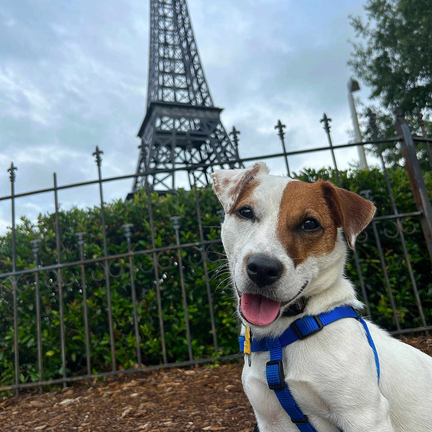 Pongo joined the competition — help win amazing prizes! accessories, animal, architecture, building, canine, dog, fence, grass, hound, leash, nature, outdoors, pet, plant, puppy, shelter, strap, tower, tree, vegetation