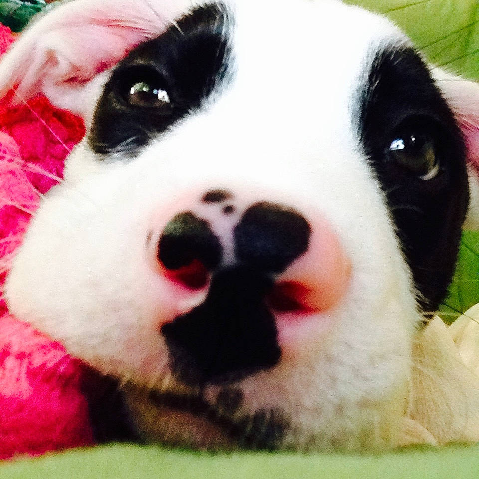 Irie joined the competition — help win amazing prizes! carnivore, collar, companion_dog, dog, dog_breed, dog_collar, fur, happy, love, magenta, nose, paw, pink, puppy_love, snout, sporting_group, terrestrial_animal, whiskers, working_animal, working_dog