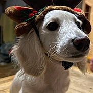 Coffee participe au concours pour gagner de l'argent avec cette photo : adorable, animal, christmas, close_up, cute, decorative_headwear, dog, domestic_animal, festive, fluffy_ears, holiday, holiday_costume, indoor, pet, portrait, reindeer_antlers, seasonal, sitting, white_dog, wooden_floor