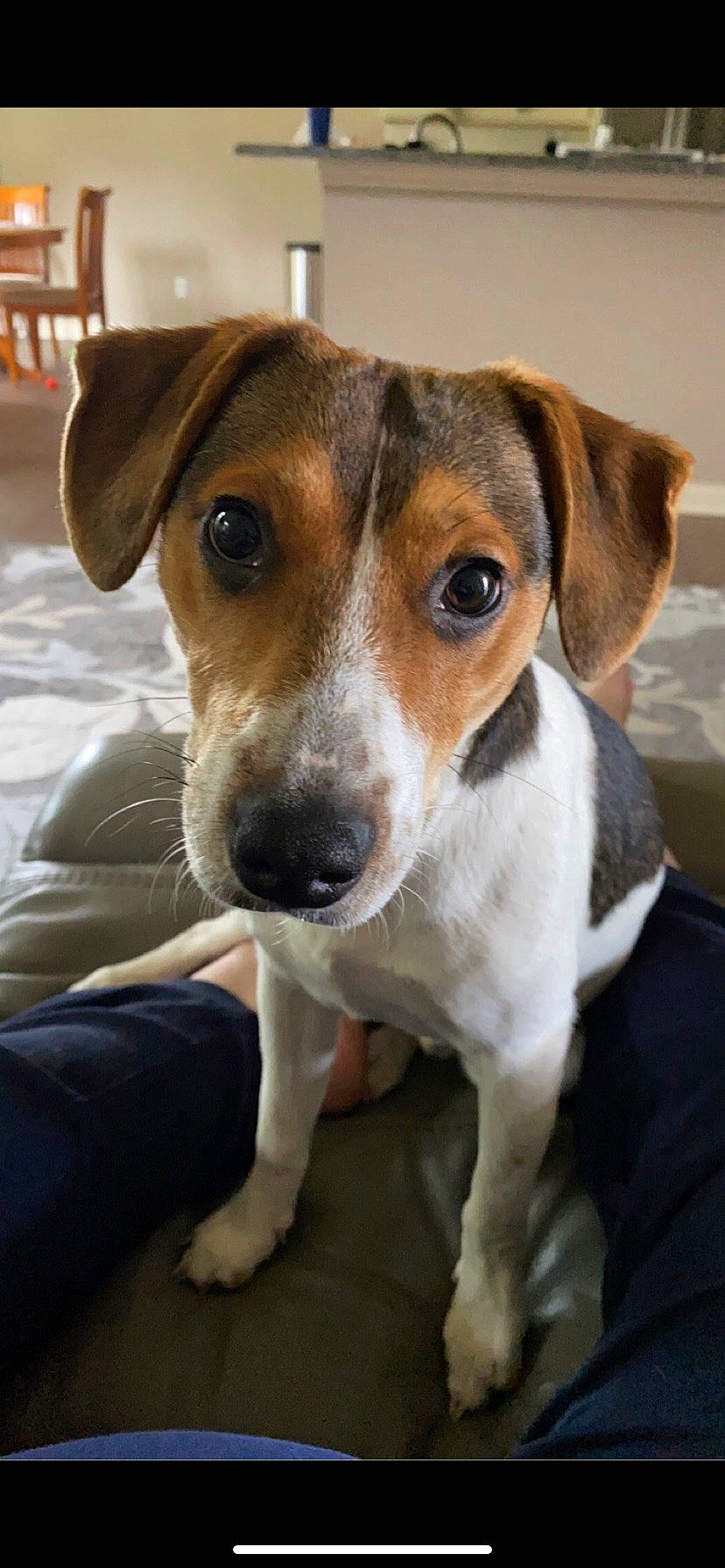 Llyr joined the competition — help win amazing prizes! ancient_dog_breeds, canidae, carnivore, collar, companion_dog, dog, dog_breed, fawn, fur, hunting_dog, irishjacks, puppy, sporting_group, terrestrial_animal, terrier, whiskers, working_animal