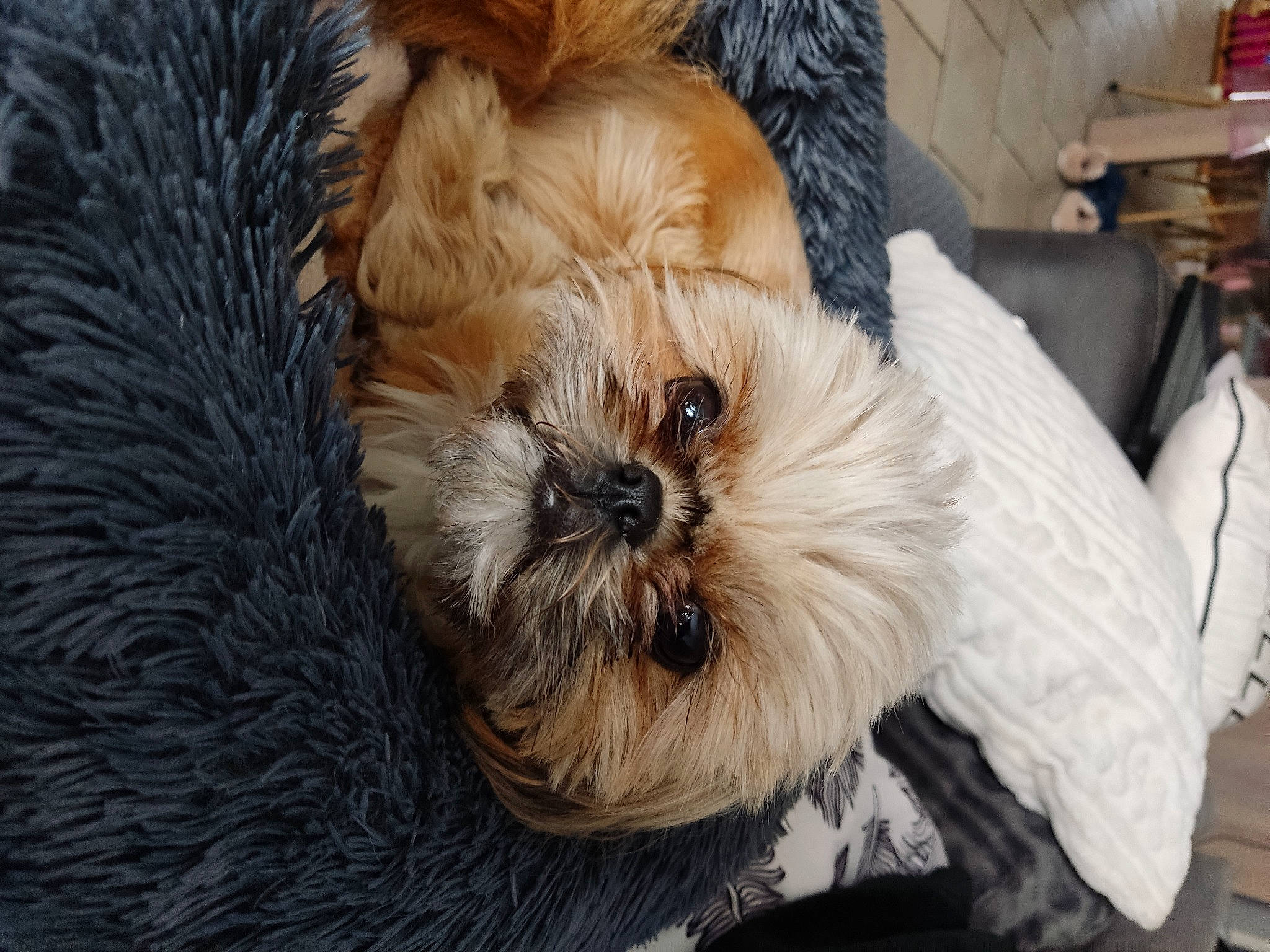 Thya a rejoint le concours — aidez-le/la à gagner de superbes lots ! canidae, carnivore, companion_dog, dog, dog_breed, fawn, fur, mal_shi, maltepoo, non_sporting_group, poodle_crossbreed, puppy, shih_poo, shih_tzu, small_terrier, snout, sporting_group, terrier, toy_dog, working_animal