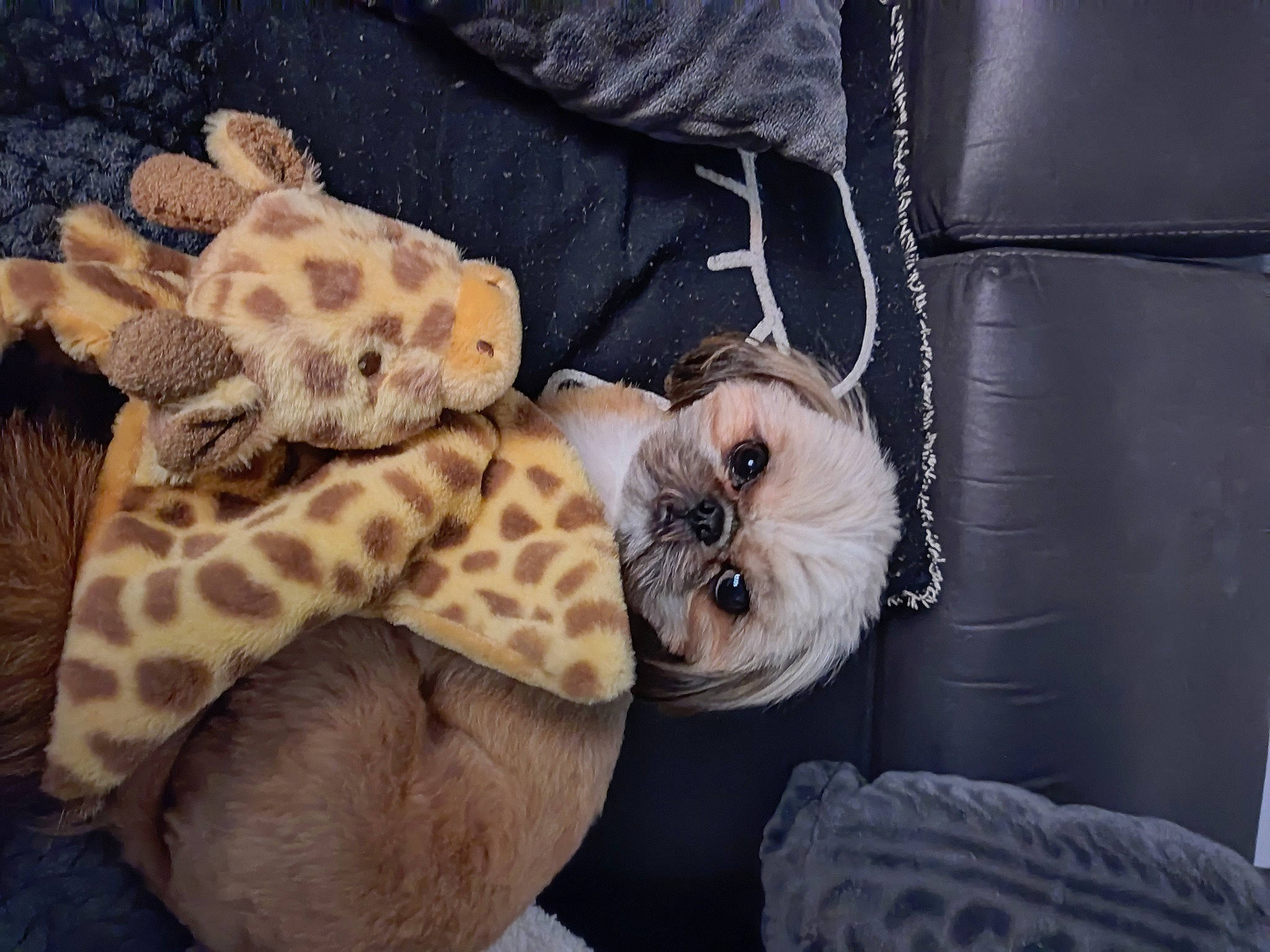 Thya participe au concours pour gagner de l'argent avec cette photo : baby_toddler_clothing, carnivore, comfort, companion_dog, dog_breed, dog_supply, fawn, felidae, fur, linens, pattern, plush, small_to_medium_sized_cats, snout, sporting_group, stuffed_toy, terrestrial_animal, textile, toy, whiskers