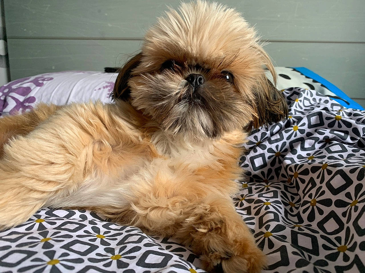 Thya participe au concours pour gagner de l'argent avec cette photo : canidae, carnivore, comfort, companion_dog, dog, dog_breed, dog_supply, fawn, fur, liver, maltepoo, puppy_love, shih_poo, shih_tzu, snout, sporting_group, terrier, toy_dog, whiskers, working_animal