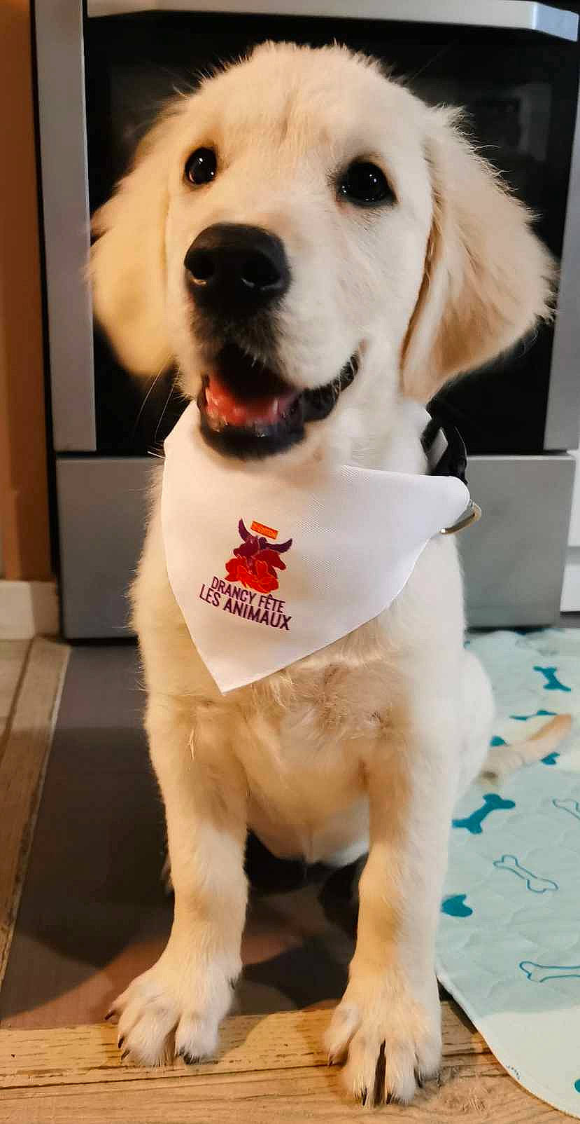 Vanda a rejoint le concours — aidez-le/la à gagner de superbes lots ! accessories, animal, bandana, canine, cockerspaniel, dog, eskimodog, formalwear, goldenretriever, headband, hound, husky, labradorretriever, paper, pet, puppy, snout, strap, tie, whitedog